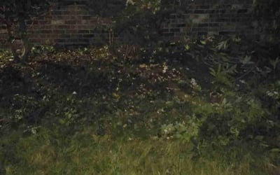 Photo of Anthony S.'s yard after getting landscaping in Sultan, WA