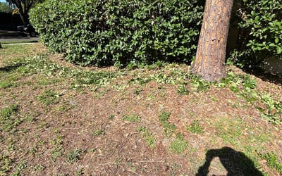Photo of Laurie B.'s yard after getting landscaping in Crystal Springs, FL