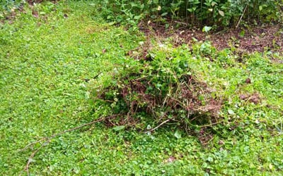 Photo of Ellen J.'s yard after getting landscaping in Mcfarland, WI