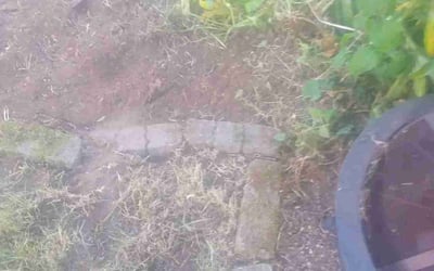 Photo of Jack P.'s yard after getting tree care in Auburn, WA