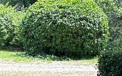 Photo of Brad H.'s yard after getting tree care in Blue Springs, MO