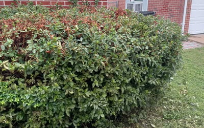 Photo of Christopher R.'s yard after getting landscaping in Roduco, NC