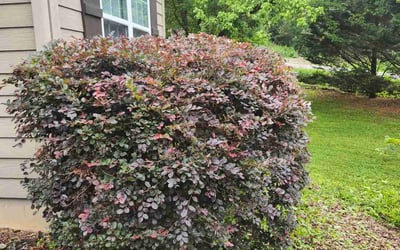 Photo of Anna B.'s yard after getting landscaping in Swannanoa, NC