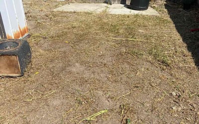 Photo of Monique A.'s yard after getting tree care in Santa Ana, CA