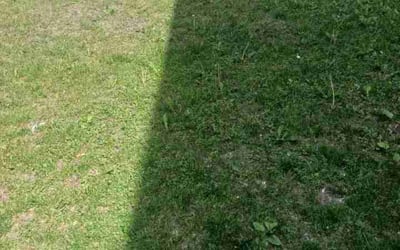 Photo of Sharon R.'s yard after getting landscaping in Long Lake, MN