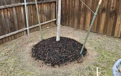Photo of Sarah S.'s yard after getting landscaping in Lone Oak, TX