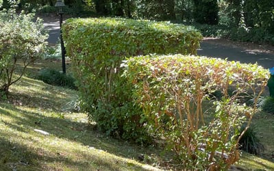 Photo of Nadia A.'s yard after getting landscaping in Rydal, GA