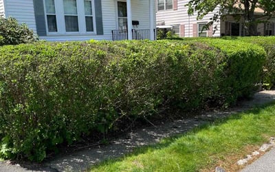 Photo of Jeff L.'s yard after getting landscaping in Wilmington, MA