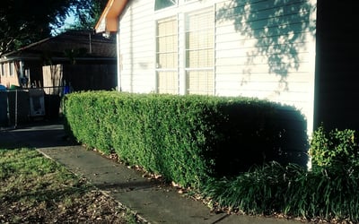 Photo of Diane M.'s yard after getting landscaping in Wilmer, TX