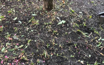 Photo of Cary S.'s yard after getting landscaping in Rich Hill, MO