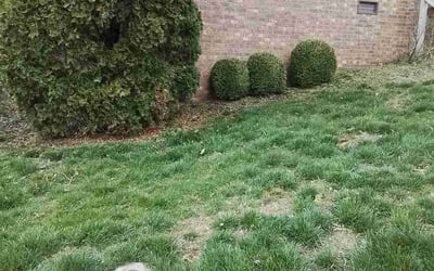 Photo of Asongafec N.'s yard after getting landscaping in Dickson, TN
