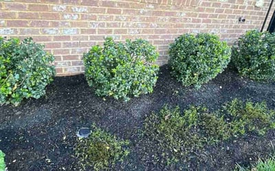 Photo of efua t.'s yard after getting landscaping in Frederick, MD