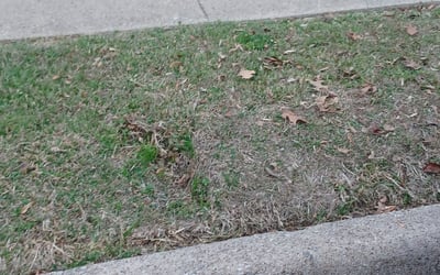 Photo of Daniel S.'s yard after getting landscaping in Krum, TX