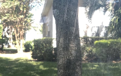 Photo of Seth B.'s yard after getting landscaping in Christmas, FL