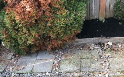 Photo of Angelica R.'s yard after getting tree care in Seattle, WA