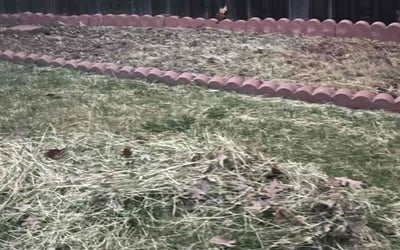 Photo of Dennis T.'s yard after getting landscaping in Sacramento, CA