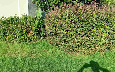 Photo of Maria M.'s yard after getting landscaping in Ponte Vedra, FL