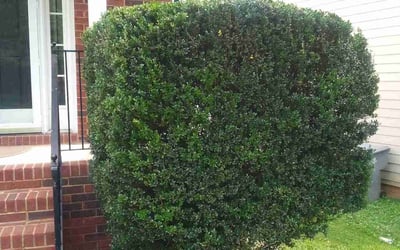 Photo of Brandon B.'s yard after getting landscaping in Paw Creek, NC