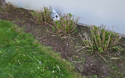 Photo of Shari J.'s yard after getting tree care in Gainesville, VA