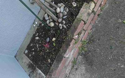 Photo of Andrea W.'s yard after getting landscaping in Rio Linda, CA