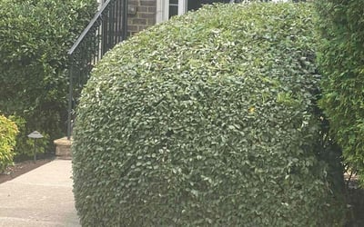 Photo of Corey H.'s yard after getting landscaping in Jasper, GA