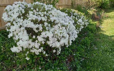 Photo of Michael M.'s yard after getting landscaping in Langhorne, PA