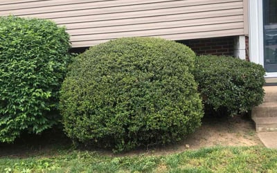 Photo of Teresa P.'s yard after getting landscaping in Odenton, MD