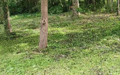 Photo of Edward F.'s yard after getting landscaping in Burlington, NC