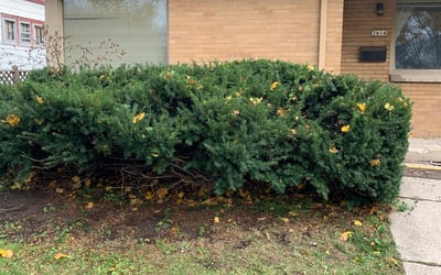 Photo of Lynn P.'s yard after getting landscaping in Hubertus, WI