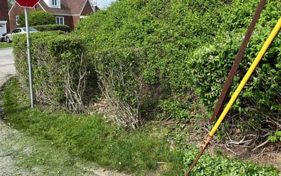 Photo of Sid D.'s yard after getting landscaping in Homestead, PA