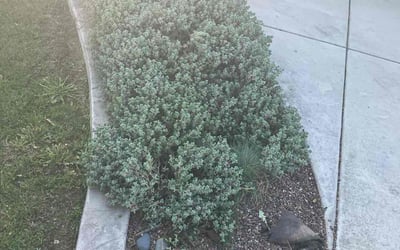 Photo of Richard C.'s yard after getting landscaping in Reseda, CA