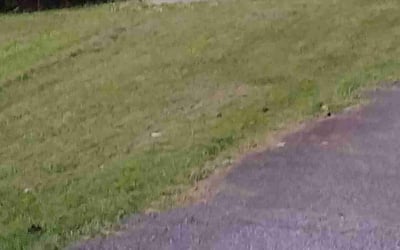 Photo of Tiffany C.'s yard after getting landscaping in Montpelier, VA