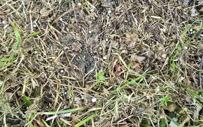 Photo of Lisa P.'s yard after getting landscaping in Campbell, TX