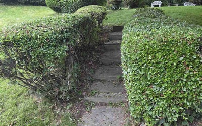 Photo of Ananda R.'s yard after getting tree care in Gainesville, VA