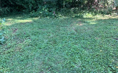 Photo of Michael H.'s yard after getting landscaping in De Soto, MO