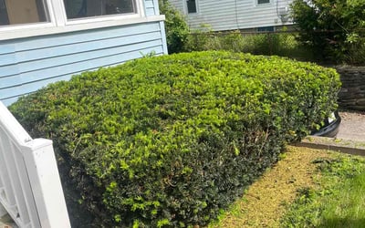 Photo of Jason C.'s yard after getting landscaping in Auburn, MA