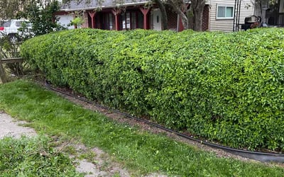 Photo of Carmen B.'s yard after getting landscaping in Burlington, WI