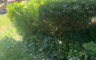 Photo of Desiree D.'s yard after getting landscaping in Brownsville, OH