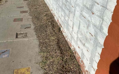 Photo of Ravi G.'s yard after getting tree care in Phoenix, AZ