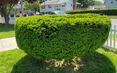 Photo of Russell W.'s yard after getting landscaping in Lutherville Timonium, MD