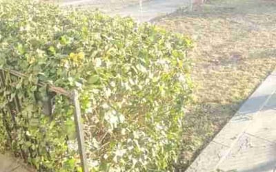 Photo of Kenneth T.'s yard after getting lawn care in Lanham, MD