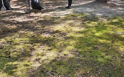 Photo of Donna J.'s yard after getting landscaping in Fayetteville, NC