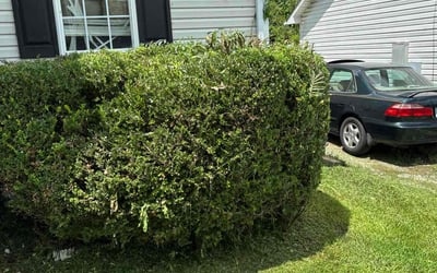 Photo of Megan D.'s yard after getting tree care in Greensboro, NC
