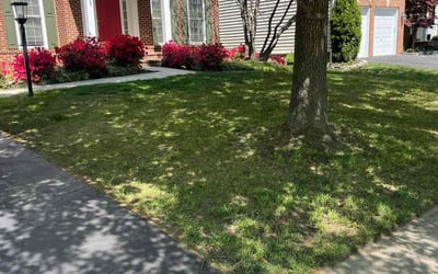 Photo of Melanie B.'s yard after getting landscaping in Ashburn, VA
