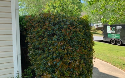 Photo of Ann B.'s yard after getting landscaping in Tyrone, GA