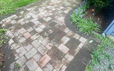 Photo of Tai M.'s yard after getting tree care in Seattle, WA