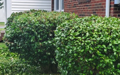 Photo of Montiqua S.'s yard after getting tree care in Chester, VA