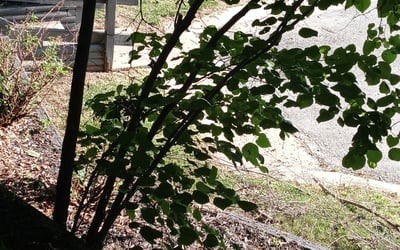 Photo of Holly B.'s yard after getting landscaping in Lees Summit, MO