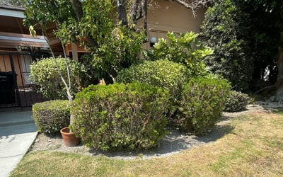Photo of Alexis B.'s yard after getting landscaping in Lake Forest, CA