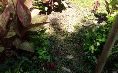 Photo of Kate L.'s yard after getting landscaping in Rich Hill, MO